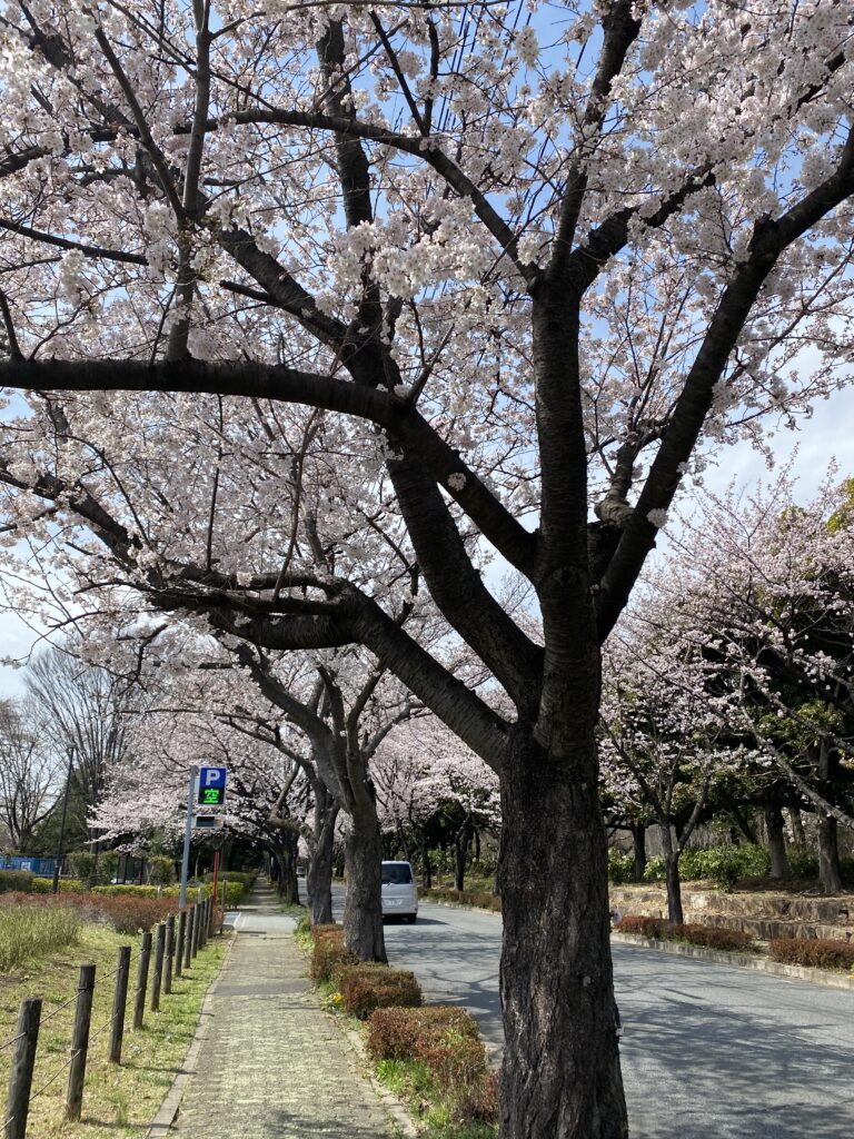 桜満開♪